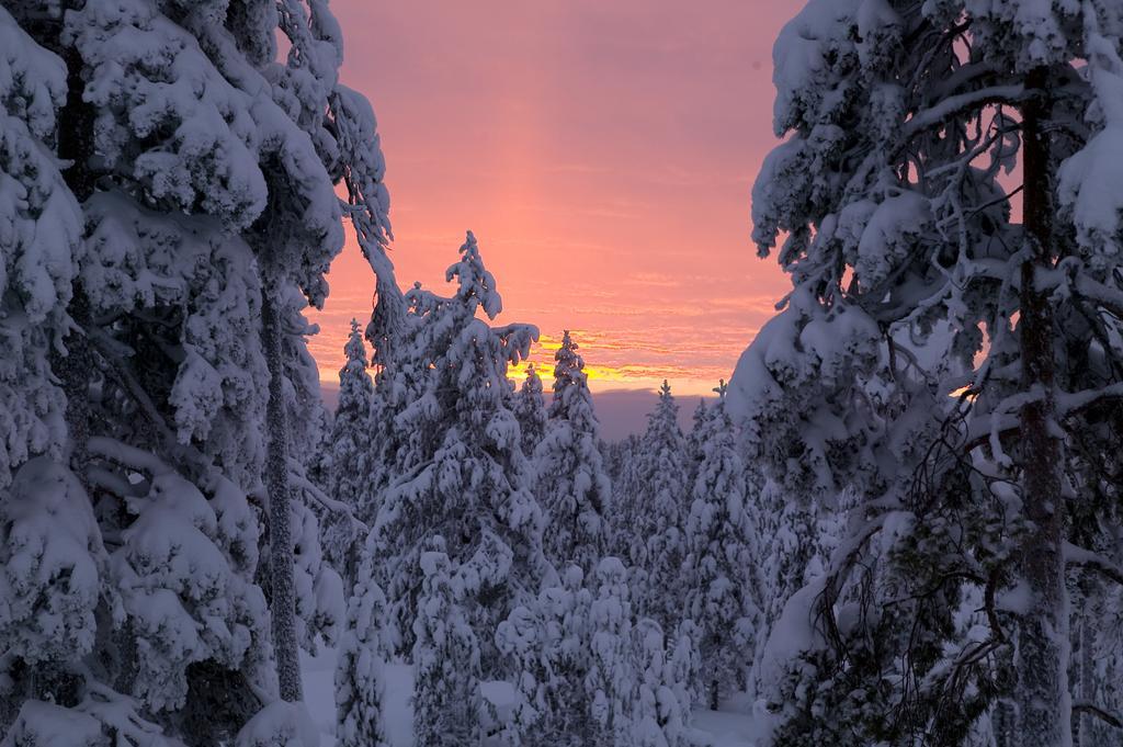فندق Arctic TreeHouse روفانييمي المظهر الخارجي الصورة